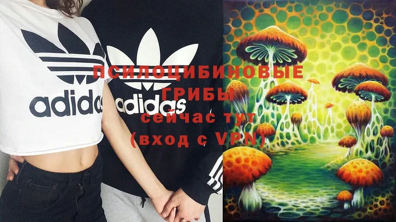 Псилоцибиновые грибы Magic Shrooms Елизово